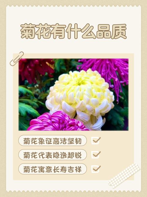 菊花代表什么品质?深入解析菊花的品格象征与家庭园艺栽培指南 越冬与越夏管理