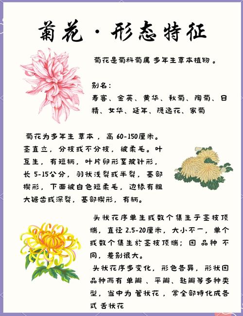 菊花代表什么品质?深入解析菊花的品格象征与家庭园艺栽培指南 修剪促花系统指导
