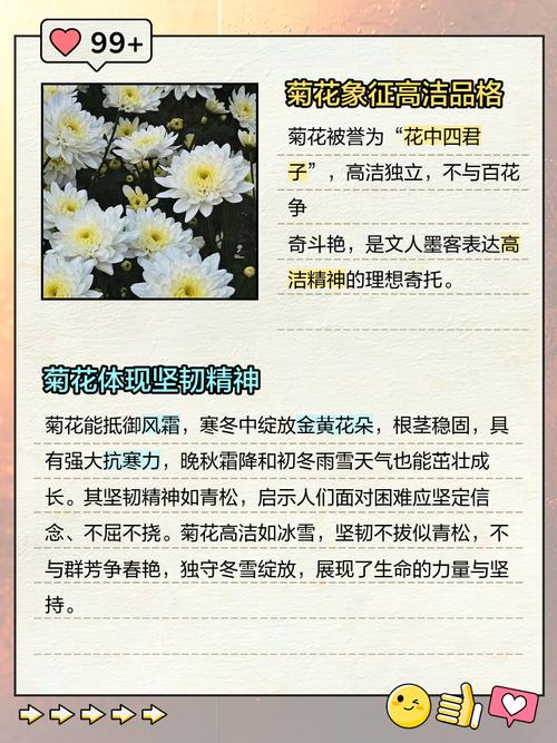 菊花代表什么品质?深入解析菊花的品格象征与家庭园艺栽培指南 常见误区与纠正