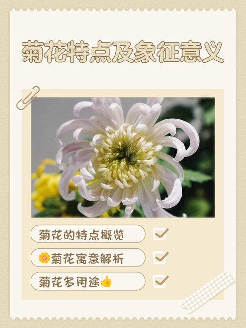 菊花代表什么品质?深入解析菊花的品格象征与家庭园艺栽培指南 常见问题解答(FAQ)