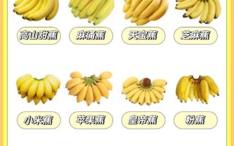 香蕉品种大比拼：华南1号、威廉斯、粉蕉有何不同？