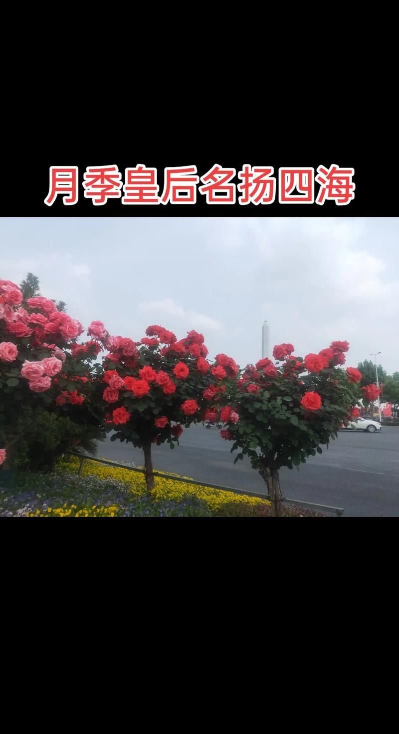 2026年月季种子多少钱?家庭种植与批发采购价格全解析 影响价格的核心因素