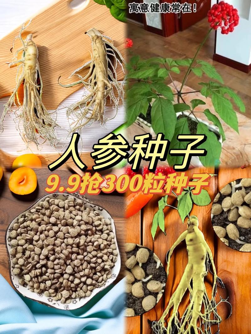 2026年月季种子多少钱?家庭种植与批发采购价格全解析 价格常见误区澄清(FAQ)