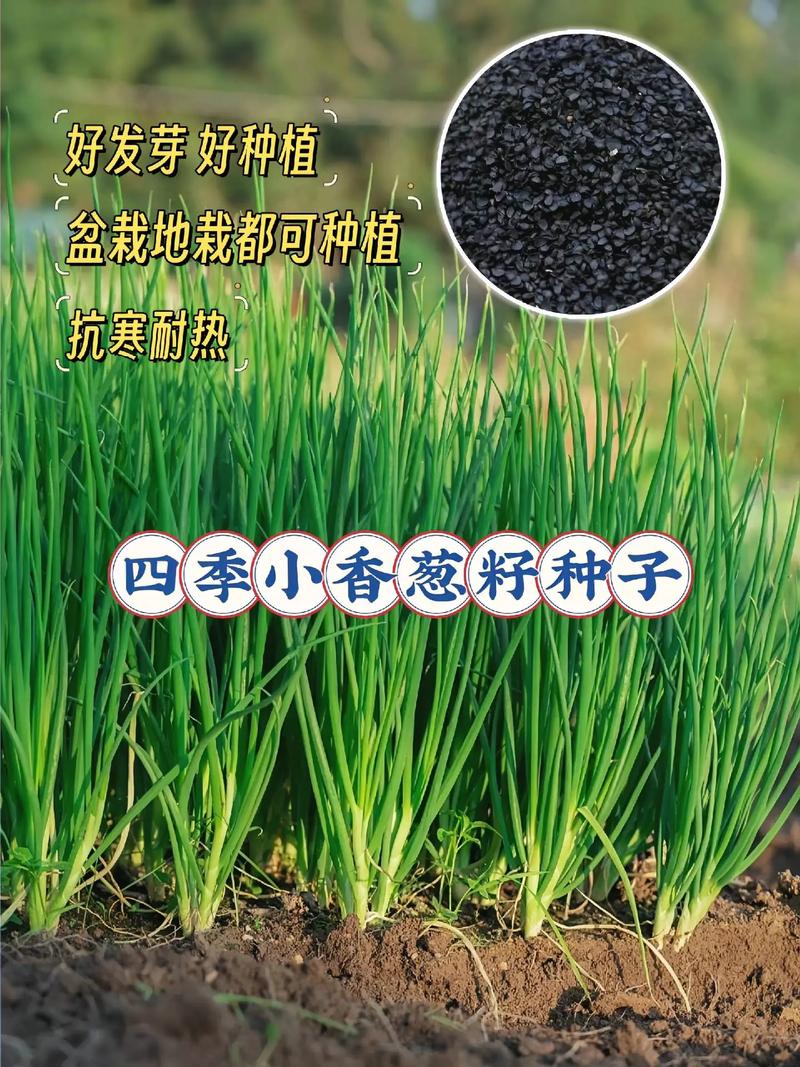 2026年月季种子多少钱?家庭种植与批发采购价格全解析 总结与询价引导