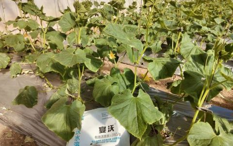 种植黄瓜用什么肥料好？手把手教你科学施肥，瓜多果直