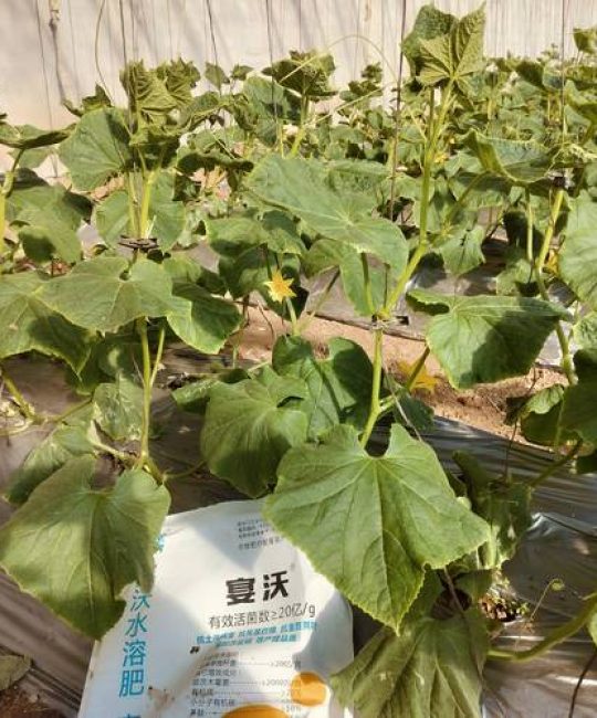 种植黄瓜用什么肥料好？手把手教你科学施肥，瓜多果直