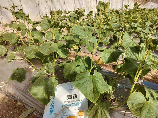 种植黄瓜用什么肥料好?手把手教你科学施肥,瓜多果直 黄瓜种植施肥全攻略:从底肥到追肥,每一步都讲清楚