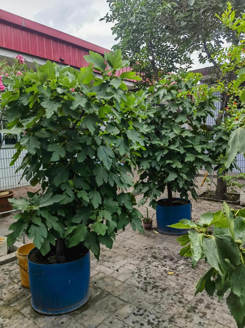 室内优先选柑橘类、无花果和矮化石榴 矮化石榴适合想要观花又想尝试结果的人