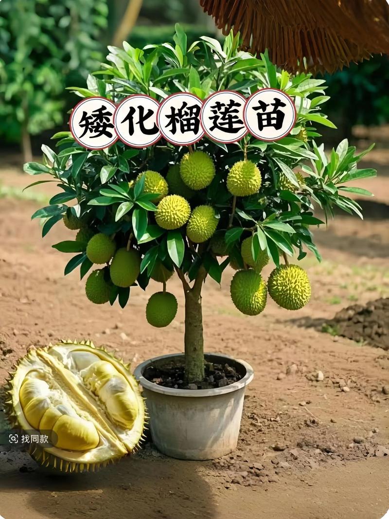 室内优先选柑橘类、无花果和矮化石榴 常见问题与处理办法