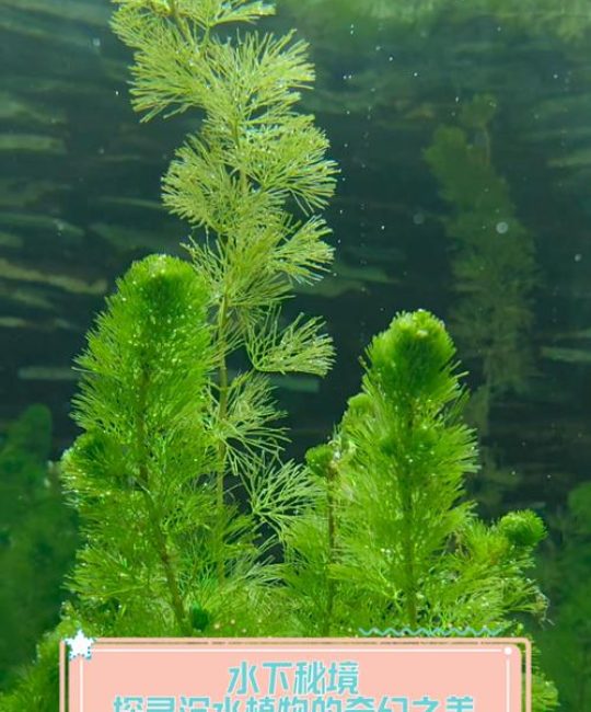 沉水植物有什么？详解15种池塘与河道净化必备水草