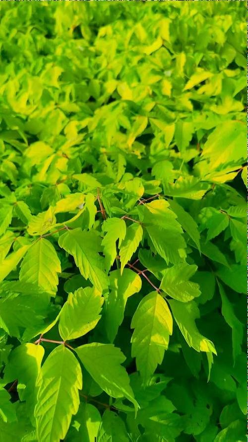季节波动规律：春季价格最高，夏秋为淡季