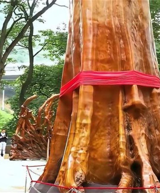 楠木多少钱一株？2025年最新价格参考区间与影响因素解析