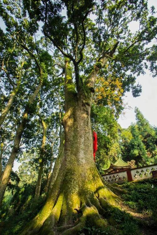楠木多少钱一株?2025年最新价格参考区间与影响因素解析 咨询指南