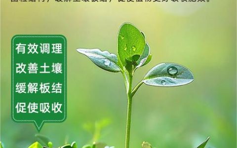 土壤板结怎么办？家庭养护6大核心技巧，让土壤疏松透气不板结