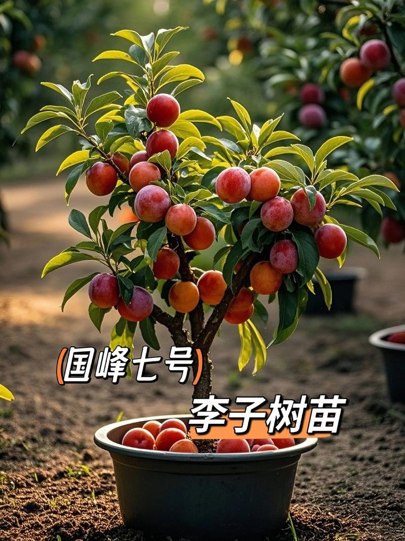 李子树什么时候种好?掌握这七个关键步骤,成活率提高90% 四、栽植深度:根茎结合部与地面平齐