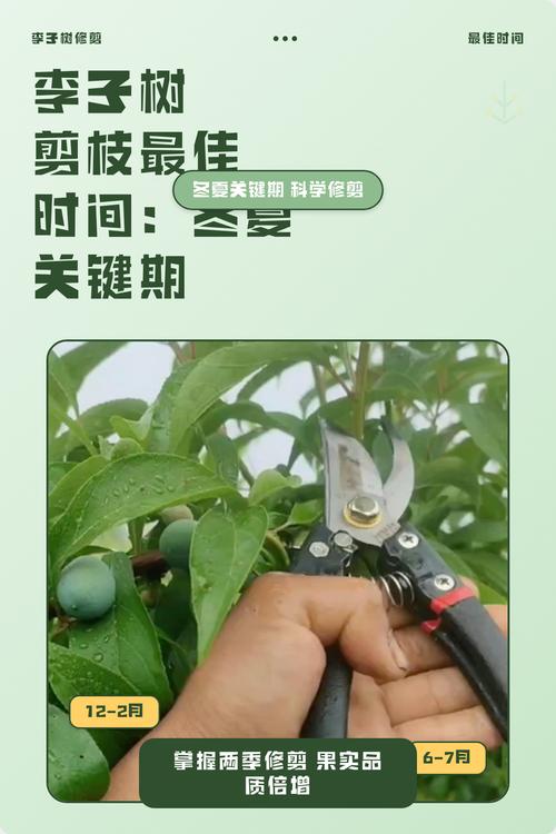 李子树什么时候种好?掌握这七个关键步骤,成活率提高90% 七、成活注意事项与常见问题