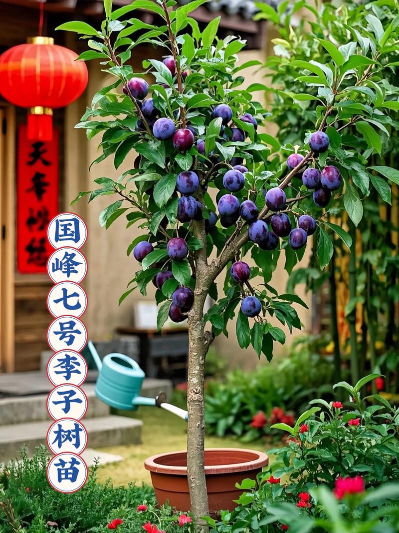 李子树什么时候种好?掌握这七个关键步骤,成活率提高90% 六、缓苗管理:遮阴保湿,促进新根萌发