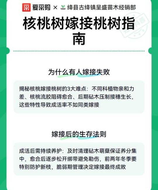 核桃树嫁接砧木选择指南：最适与绝对禁忌的树种全解析