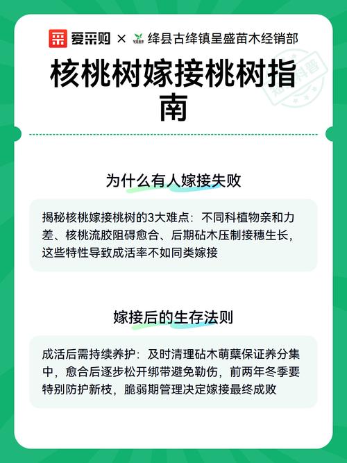 核桃树嫁接砧木选择指南:最适与绝对禁忌的树种全解析 最适合核桃树嫁接的两种砧木及其特性