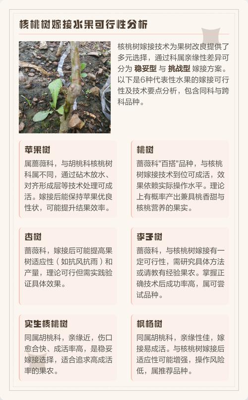 核桃树嫁接砧木选择指南:最适与绝对禁忌的树种全解析 嫁接操作关键技术参数
