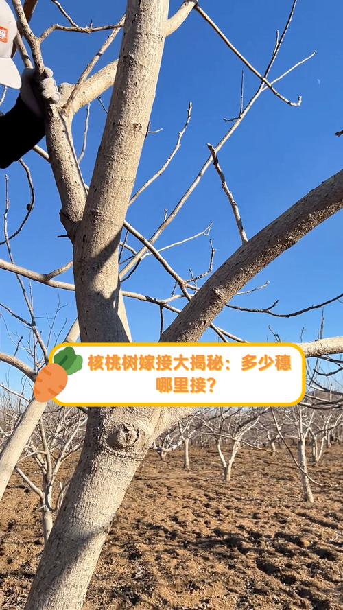 核桃树嫁接砧木选择指南:最适与绝对禁忌的树种全解析 总结与验证