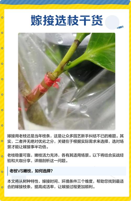 核桃树嫁接砧木选择指南:最适与绝对禁忌的树种全解析 采购嫁接苗质量判断标准