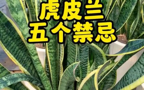 虎皮兰喜欢酸性土壤还是碱性土壤？专业园艺师详解配土与pH值管理