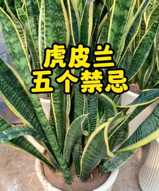虎皮兰喜欢酸性土壤还是碱性土壤？专业园艺师详解配土与pH值管理