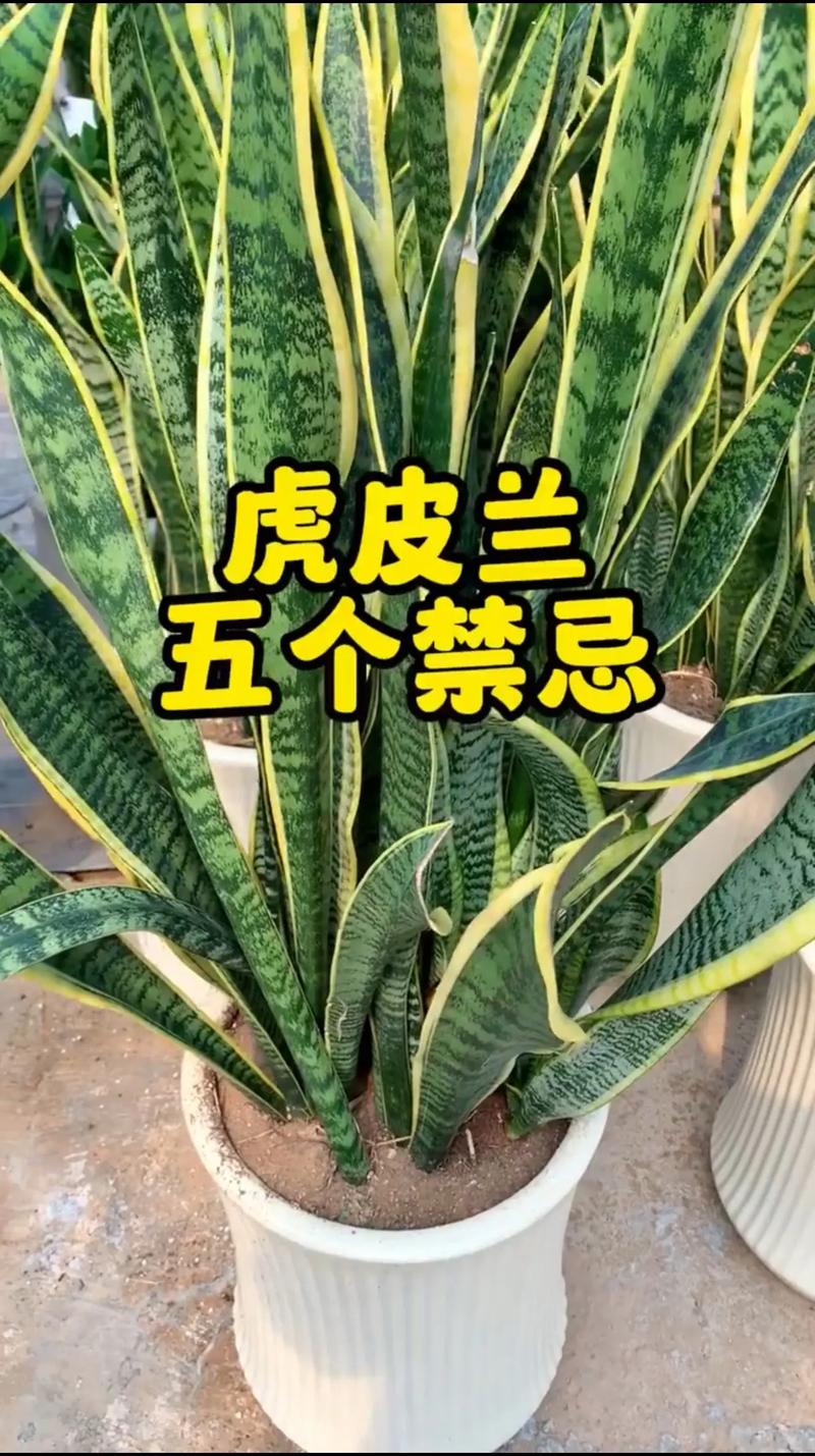 虎皮兰喜欢酸性土壤还是碱性土壤？专业园艺师详解配土与pH值管理