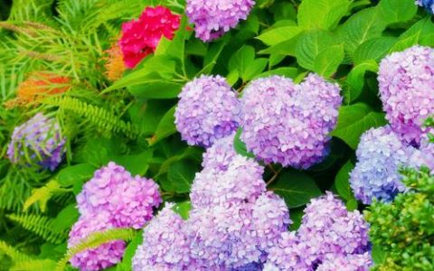 有绿色绣球花吗？盘点这些值得拥有的绿色系绣球花品种及养护全攻略