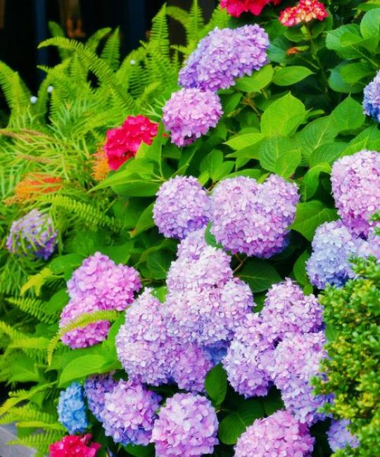 有绿色绣球花吗？盘点这些值得拥有的绿色系绣球花品种及养护全攻略