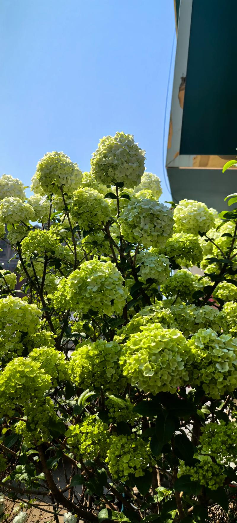 光照与水肥精准方案（按季节分表）