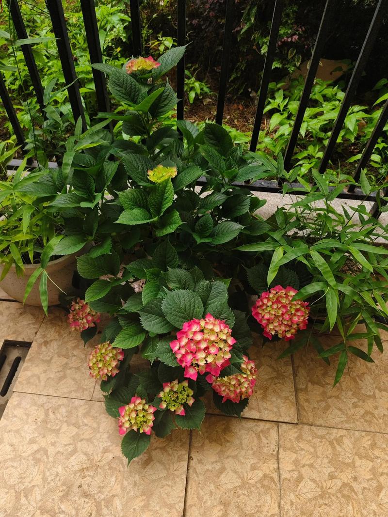 修剪促花系统指导