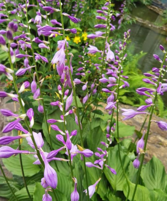 玉簪花的花语是什么？解锁含蓄典雅与纯洁之美的象征