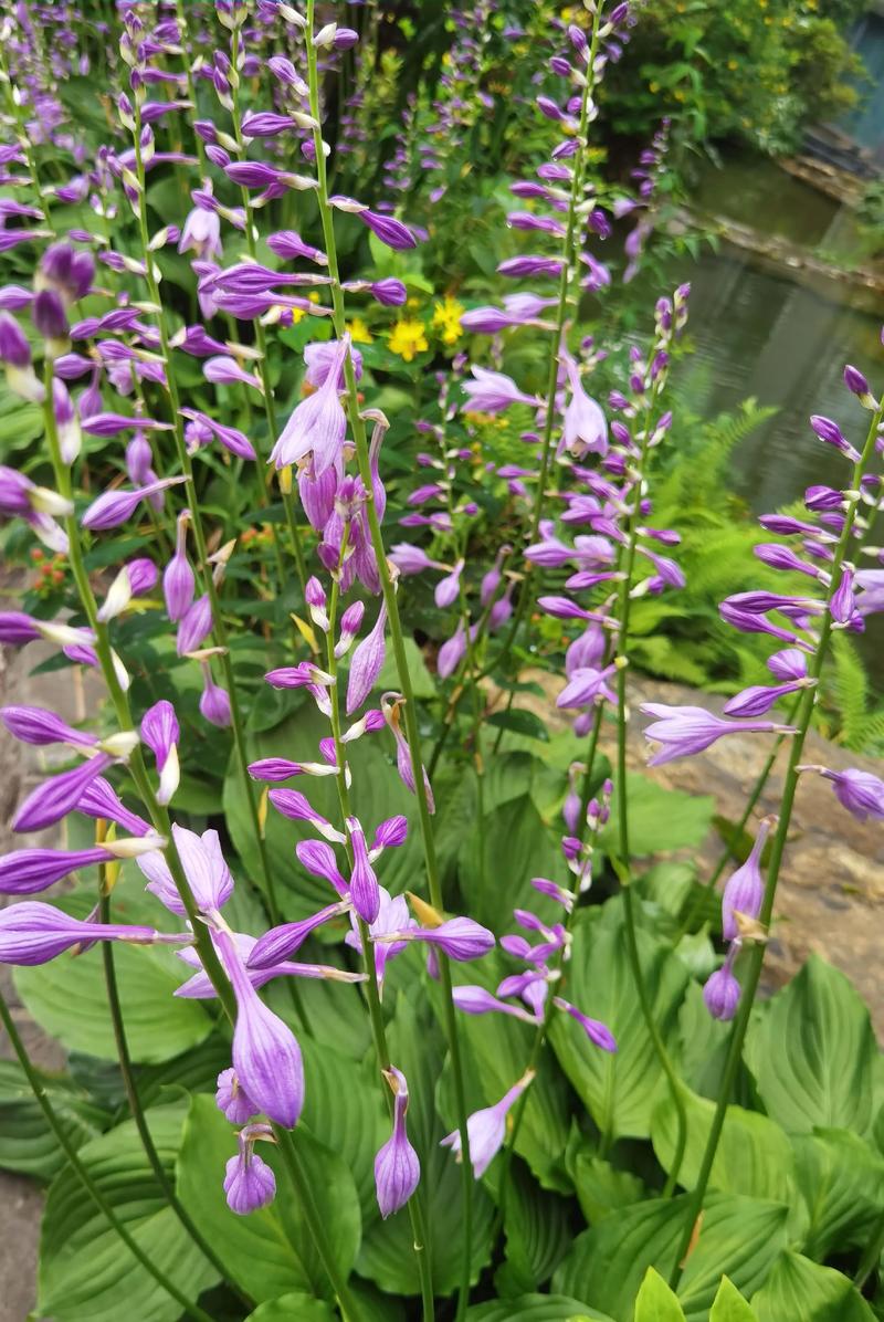 玉簪花的花语是什么？解锁含蓄典雅与纯洁之美的象征