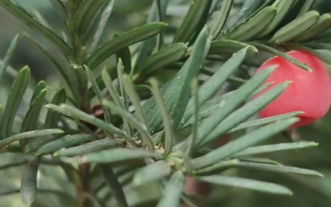 红豆杉几年开花结果？实生苗与嫁接苗开花时间全解析