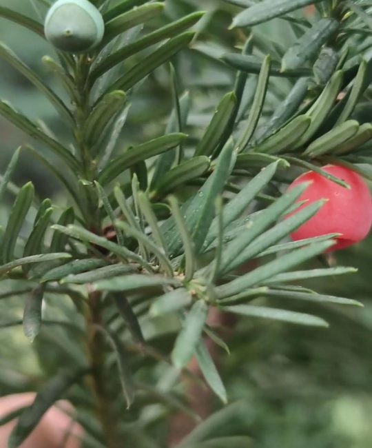 红豆杉几年开花结果？实生苗与嫁接苗开花时间全解析