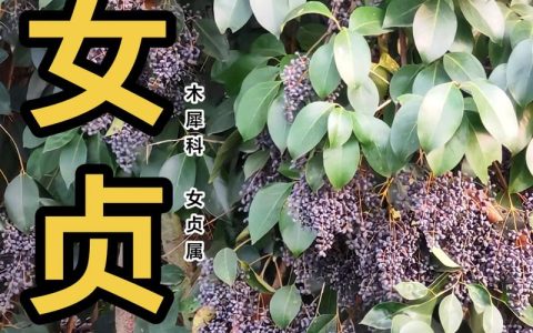 大叶女贞花有毒吗？家庭养护安全指南与毒性解析