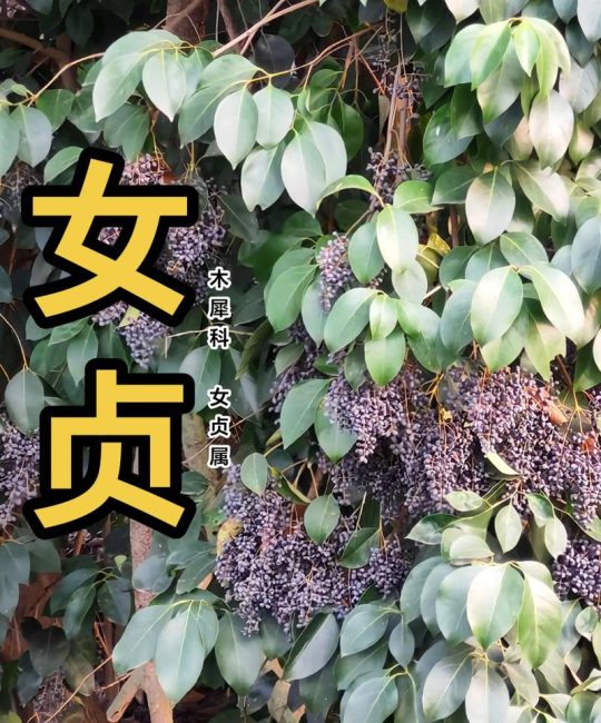 大叶女贞花有毒吗？家庭养护安全指南与毒性解析