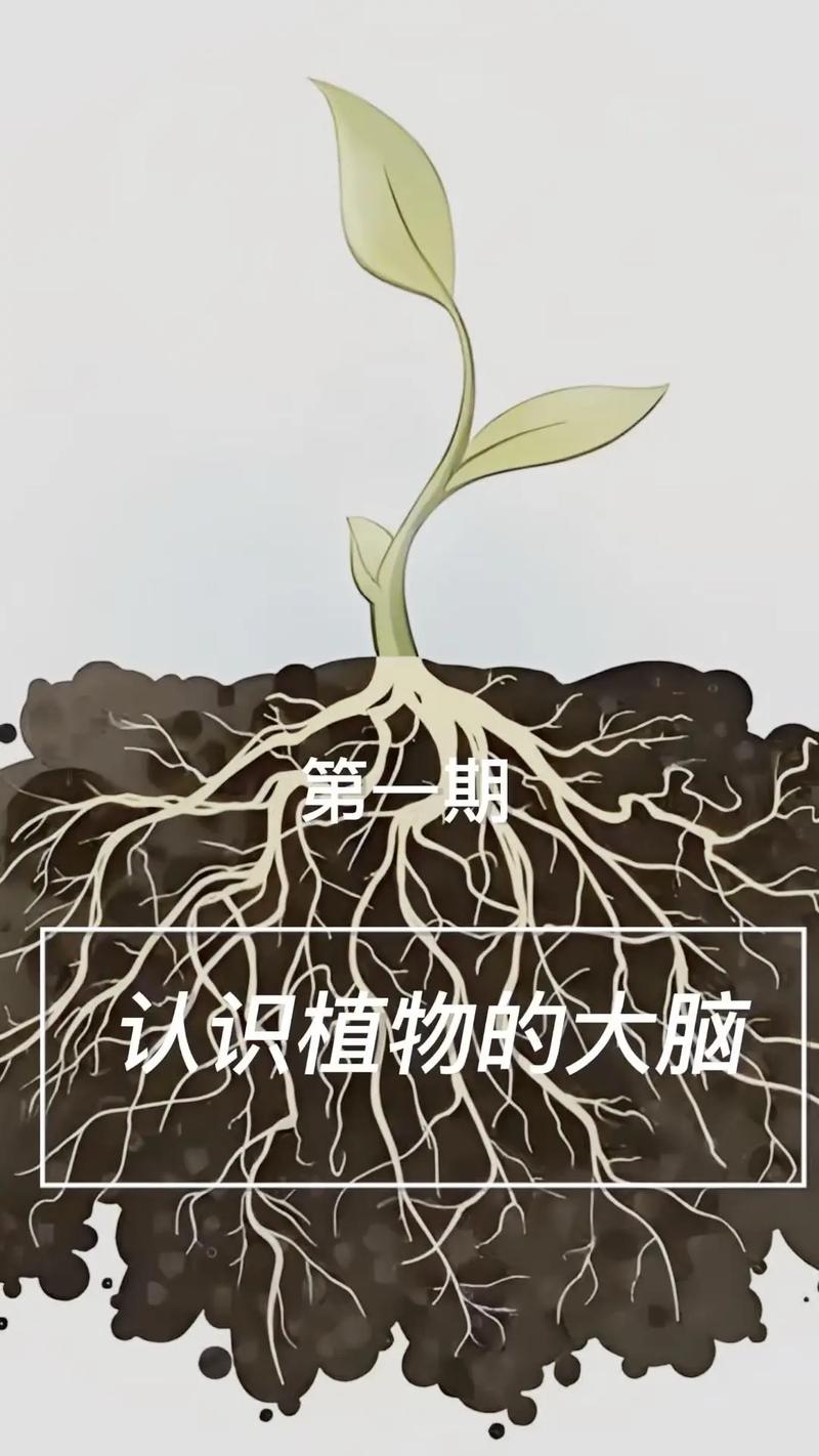 银杏树根系发达,主根深、侧根广,移栽需带大土球并加固支撑 支撑固定系统方案:针对银杏根系特点的加固措施