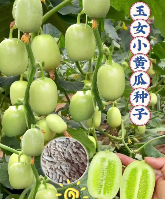 水果黄瓜种子哪个品种好？戴多星、夏之光、碧玉六大维度深度对比