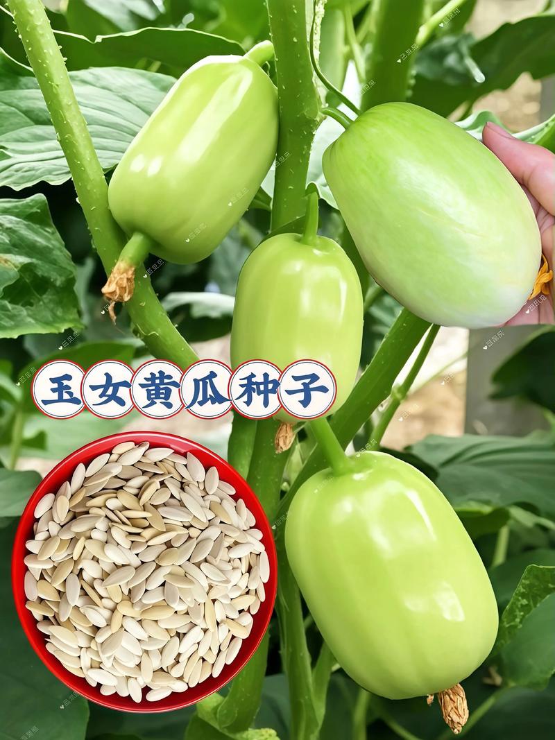 水果黄瓜种子哪个品种好?戴多星、夏之光、碧玉六大维度深度对比 最终选择建议