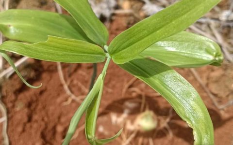 种植黄精一亩利润多少？附详细种植技术指南与成本收益分析