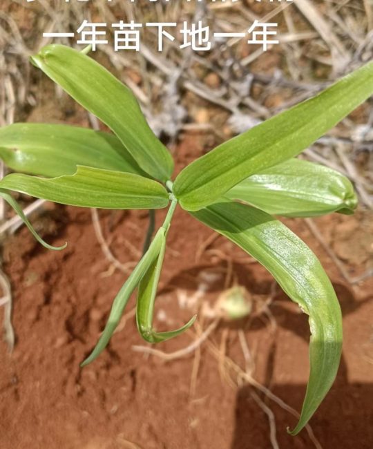 种植黄精一亩利润多少？附详细种植技术指南与成本收益分析