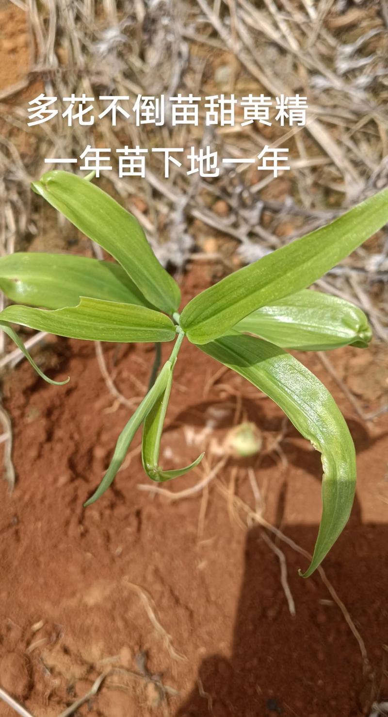 种植黄精一亩利润多少？附详细种植技术指南与成本收益分析