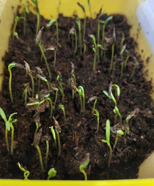 波斯菊种子怎么播种？从选时到出苗的全流程指南