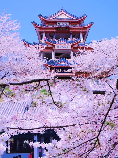 中国哪里的樱花好看?盘点国内十大绝美赏樱胜地 北京玉渊潭公园:城市中心的樱花盛宴