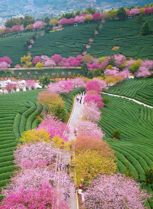 中国哪里的樱花好看?盘点国内十大绝美赏樱胜地 西安青龙寺:古刹樱花,历史与花海共生
