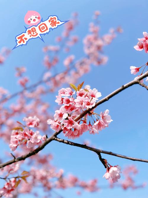 中国哪里的樱花好看?盘点国内十大绝美赏樱胜地 昆明圆通山:春城樱花,四季如春的馈赠