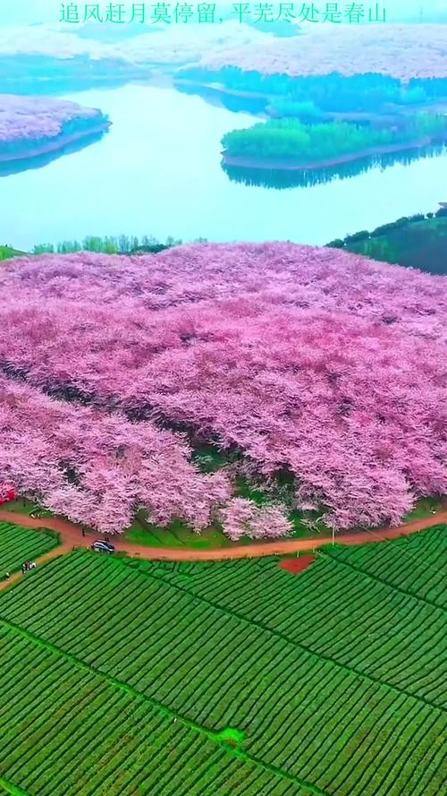 中国哪里的樱花好看?盘点国内十大绝美赏樱胜地 杭州太子湾公园:樱花与郁金香的双重奏